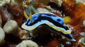 0891_Pyjama Nudibranch close up