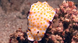 1965_Spotted Chromodoris Nudibranch close up at night