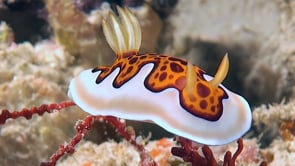 1959_Chromodoris Nudibranch crawling over coral reef