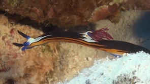 01956_Doride Nudibranch on coral reef