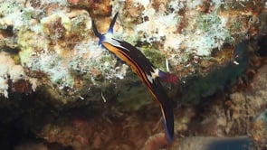 1957_Doride Nudibranch climbing on coral reef