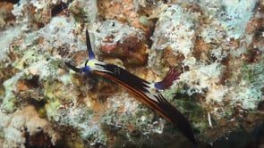 1958_Doride Nudibranch close up