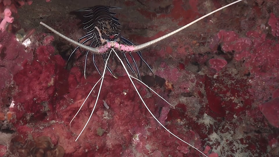 0346_Lobster on coral wall