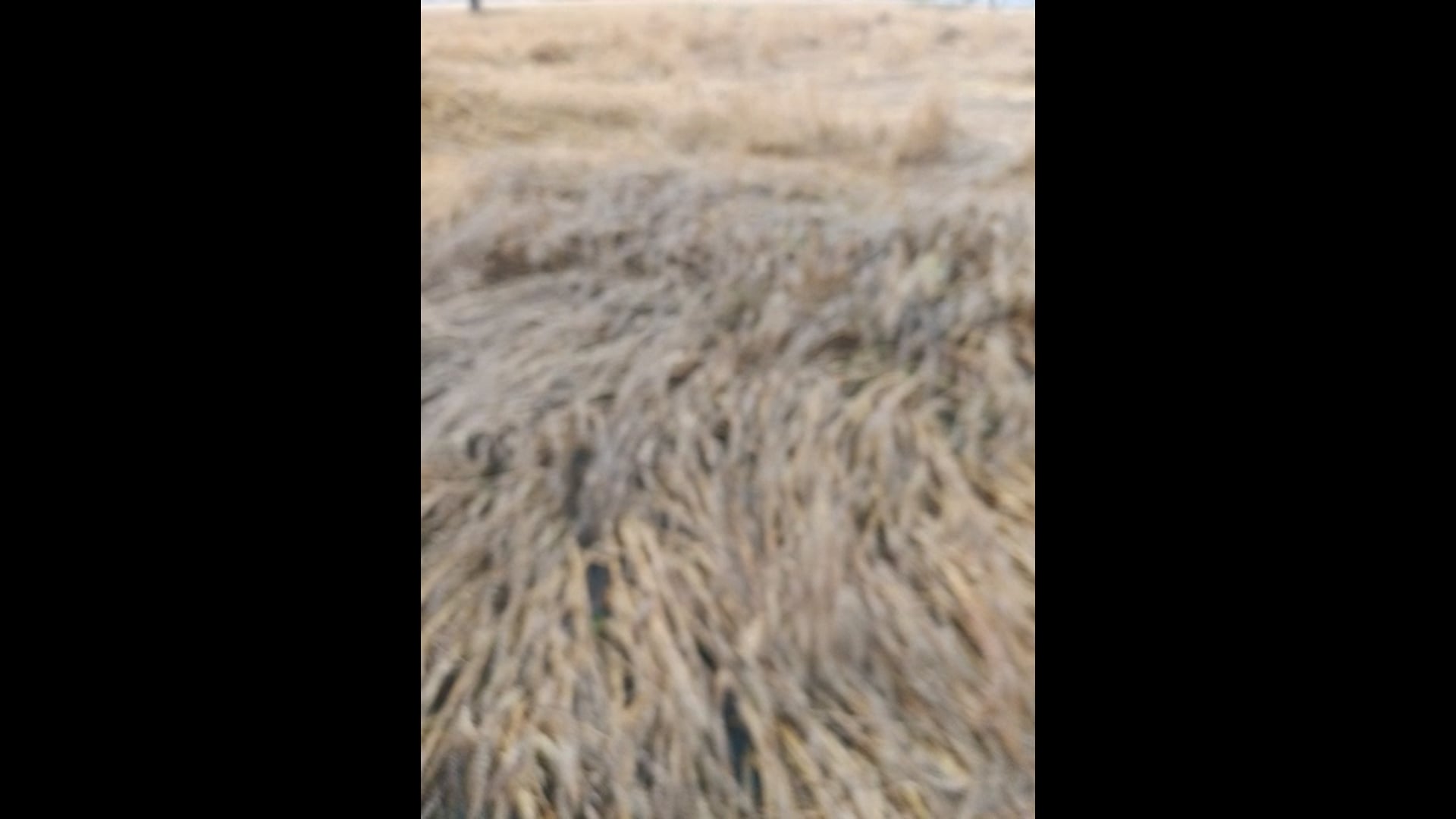 कोयला अलीपुर के किसानो गेहूं की फसल हुई बर्बाद 