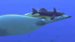 0077_Mobula Ray swimming in the blue ocean in Azores