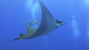 0078_Mobula ray swimming through bubbles