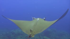 0279_Mobula ray from above over reef