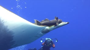 2655_Mobula Ray and photographer in The Azores