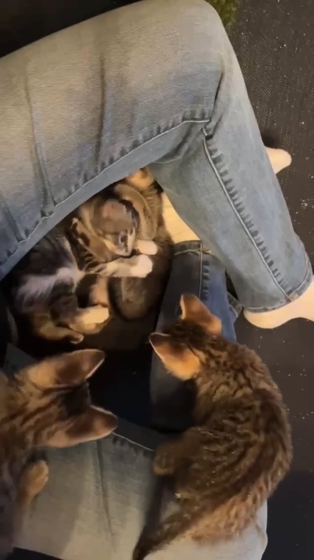 Enlarge Tony, an adopted mixed breed in Toronto, ON video 6/6