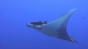 0275_Mobula Ray in blue ocean