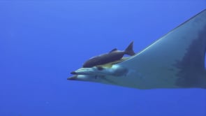 0276_Mobula ray swimming towards camera