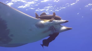 0277_Mobula ray from underneath