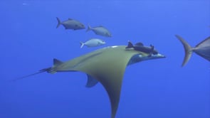 0278_Mobula ray and suckerfish