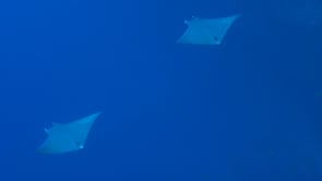 2062_Two devil rays swimming in blue ocean
