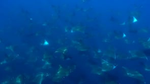 2266_Mobula rays gliding through ocean