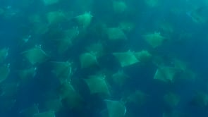 2265_Mobula rays from top