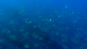 2264_Mobula Rays swimming in blue