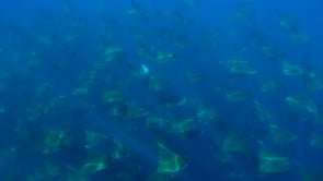 2263_School Mobula Rays passing in blue Ocean