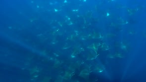 2262_School Mobula Rays passing in blue ocean