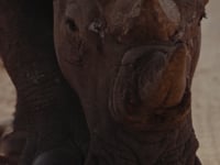Video 3
