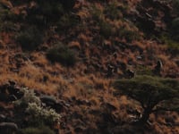 Video 4