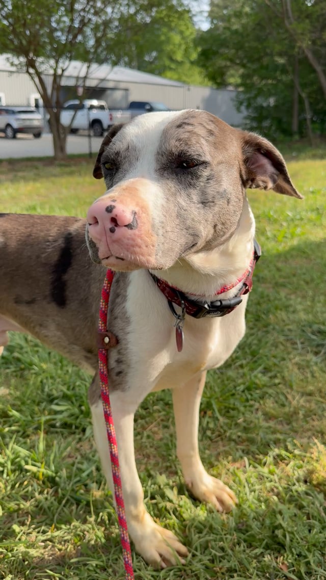 Enlarge Wilbur, a Adoptable mixed breed in New York, NY video 6/6