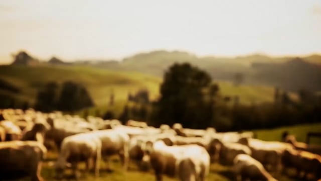 Abbott - New Zealand