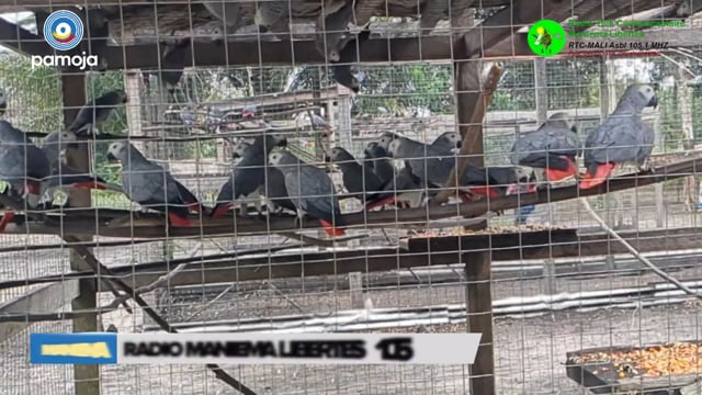 Protéger les perroquets gris au Maniema