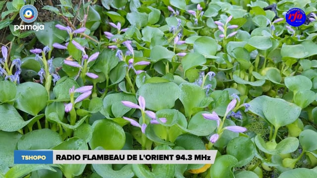 La jacinthe d&rsquo;eau, aussi une culture !
