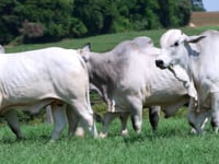 Geral Touros<br>NELORE CSNA