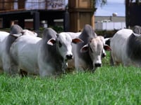 Geral Touros<br> FAZENDA NOVA PARANAPANEMA