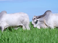 Geral Touros <br>NELORE SANTA FÉ