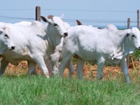 Geral Bezerras FAZENDA NOVA PARANAPANEMA