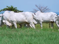 Geral Novilhas 02 FAZENDA NOVA PARANAPANEMA