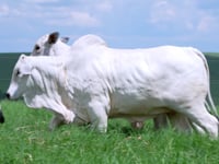 Geral Novilhas NELORE VALE DA CEGONHA