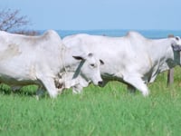 Geral Novilhas FAZENDA NOVA PARANAPANEMA
