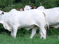 Geral Novilhas NELORE CSNA