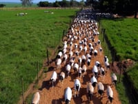 Geral Cabanha Araça