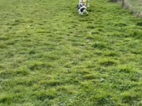 Peggy Video