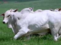 Geral Touros<br> NELORE VALE DA CEGONHA