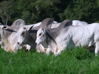 Geral Touros <br>FAZENDA SÃO CARLOS