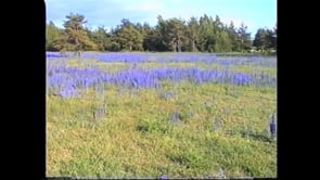 Bland sillgrisslor och blåeld på Gotland & Stora Karlsö