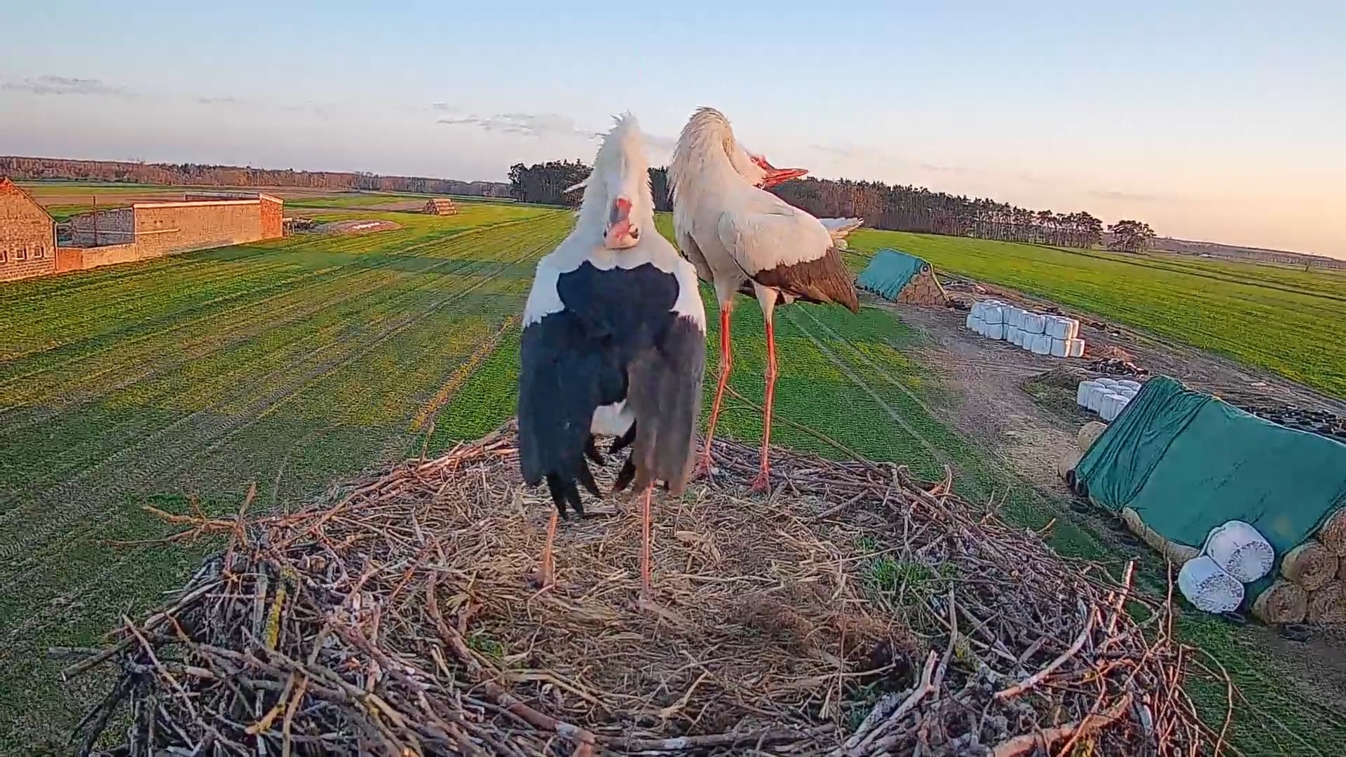 Powrót Borki do gniazda
