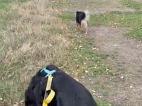 Roo Video