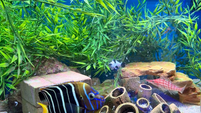 Black Storm Clownfish Pair WYSIWYG 67 video