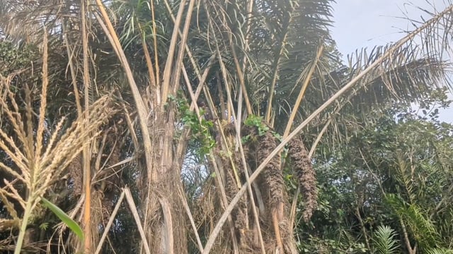 Les fibres de raphia « Mondo » à Kihonga