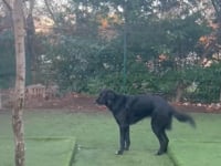 Roo Video