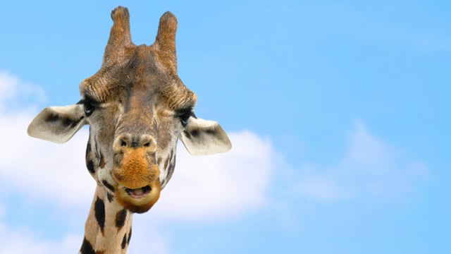 West Midlands Safari Park ad - ’The Good Life’ by Summer Kennedy 