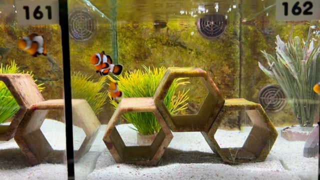 Snowflake Clownfish pair WYSIWYG 34 video