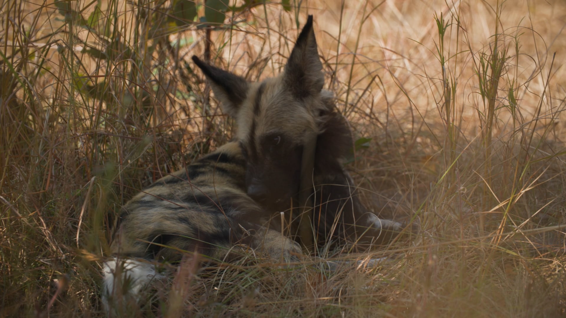 Greater Kafue Ecosystem - Zambia Carnivore Programme